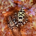 shrimp_coleman_bhr_tam_h_0548_bal6504.jpg